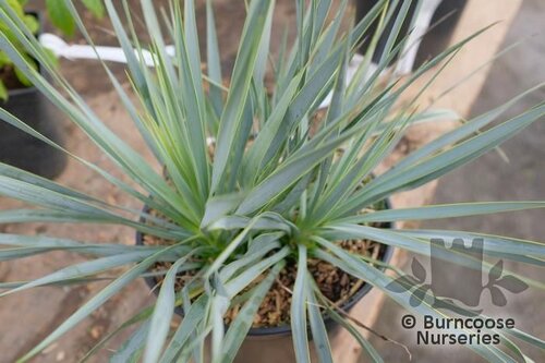 Yucca Rostrata from Burncoose Nurseries