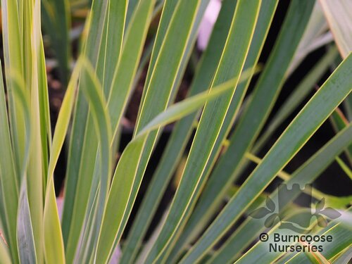 YUCCA rostrata 'Sapphire Skies' 