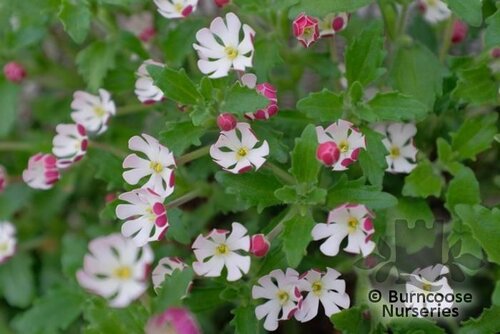 ZALUZIANSKYA ovata  