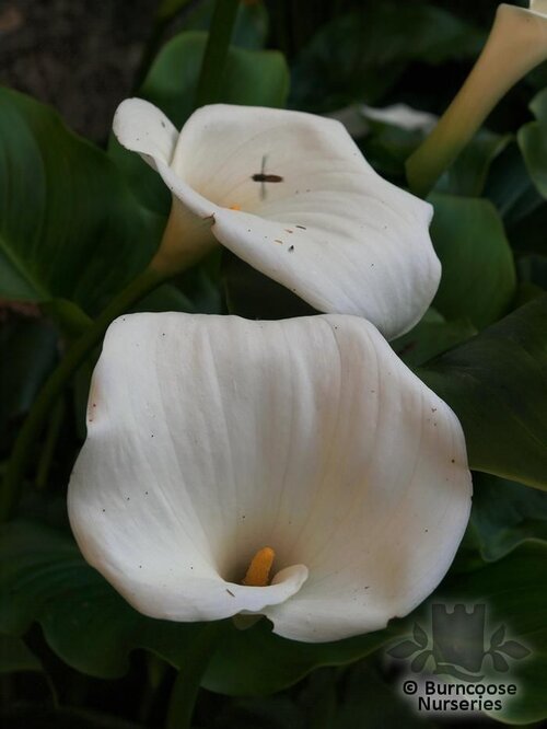 ZANTEDESCHIA aethiopica  