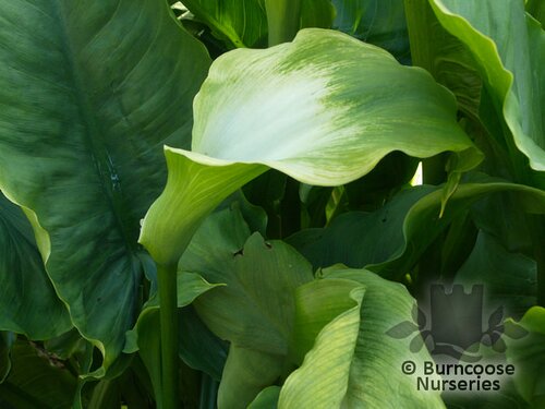 ZANTEDESCHIA aethiopica 'Green Goddess' 