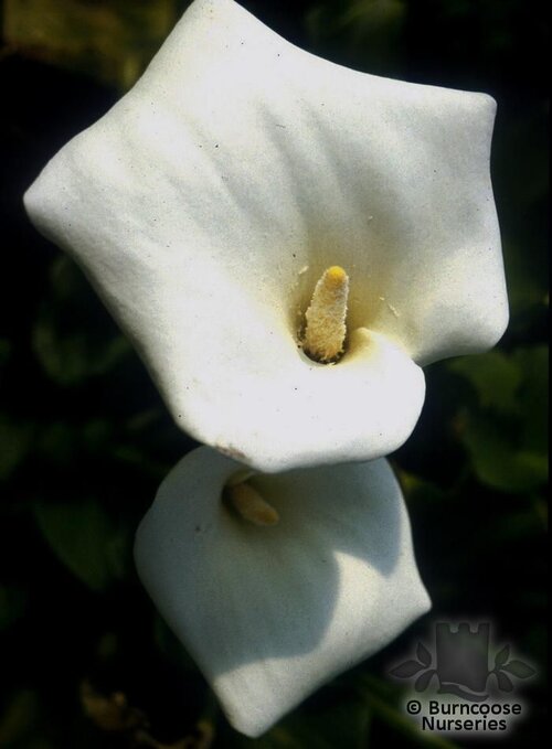 ZANTEDESCHIA aethiopica 'Crowborough' 