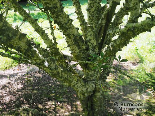 ZANTHOXYLUM simulans  