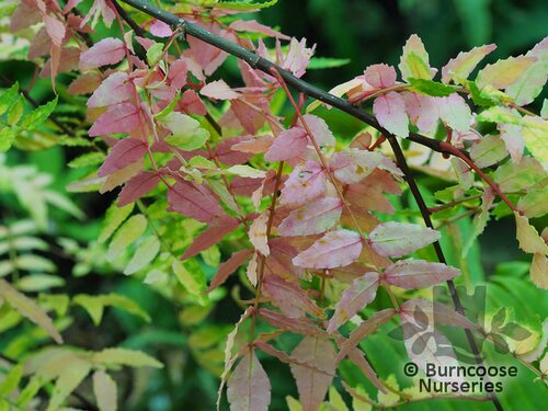 ZANTHOXYLUM piperitum  