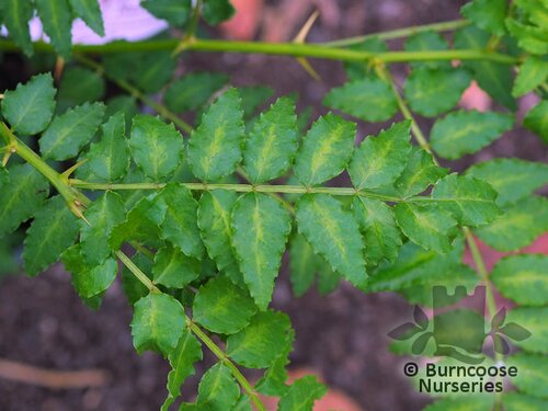 ZANTHOXYLUM   