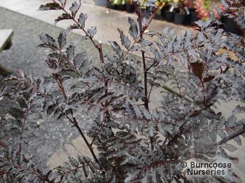 ZANTHOXYLUM piperitum purple-leaved 