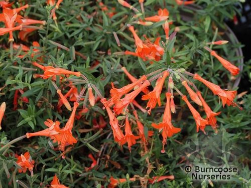 ZAUSCHNERIA   
