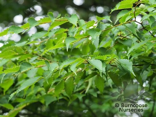 ZELKOVA sinica  