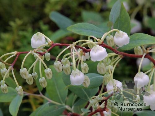 ZENOBIA pulverulenta 'Blue Sky' 