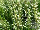 Calluna_vulgaris_alicia