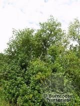 Ilex perado supsp. perado
