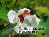 click here to buy Magnolia wilsonii