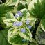 BRUNNERA macrophylla 'Variegata' 