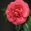 CAMELLIA 'Conspicua'  