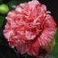 CAMELLIA 'Little Bit'  