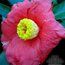 CAMELLIA 'Tregye'  