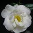 CAMELLIA 'White Nun'  