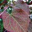 CERCIS canadensis 'Forest Pansy' 