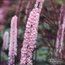 ACTAEA racemosa 'Pink Spike' 