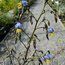 DIANELLA tasmanica  