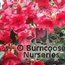 RHODODENDRON 'Ruby Hart'  