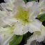 RHODODENDRON 'Silver Sixpence'  
