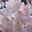 RHODODENDRON loderi 'King George' 