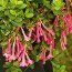 ABELIA floribunda  