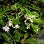 ABELIA x grandiflora 'Hopleys Variety' 