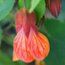 ABUTILON 'Tango'  