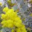 ACACIA podalyriifolia  