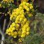 ACACIA spectabilis  