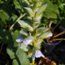 ACANTHUS mollis 'Rue Ledan' 
