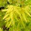 ACER palmatum 'Golden Trompenburg' 