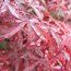 ACER palmatum 'Shaina' 