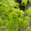 ACER palmatum 'Shidava Gold' 