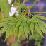 ACER palmatum 'Villa Taranto' 