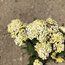 ACHILLEA 'Credo'  