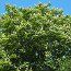 AESCULUS wilsonii  