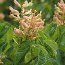 AESCULUS x carnea 'Briotii'  