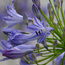 AGAPANTHUS africanus 'Headbourne hybrids' 