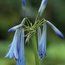 AGAPANTHUS inapertus subsp. 'Sky Blue' 