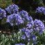 AGAPANTHUS 'Purple Cloud'  