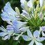 AGAPANTHUS 'Queen Mum'  