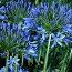 AGAPANTHUS campanulatus 'Rosewarne' 