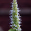 AGASTACHE foeniculum 'Alabaster' 