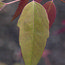 AKEBIA trifoliata  