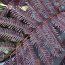 ALBIZIA julibrissin 'Chocolate Fountain' 