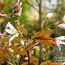 AMELANCHIER x grandiflora 'Robin Hill'  