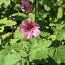 ANISODONTEA 'El Rayo'  